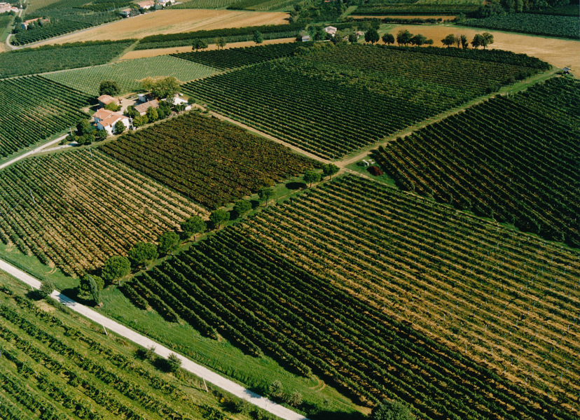 Azienda Agricola Spinetta di Monti e Altri S.S.