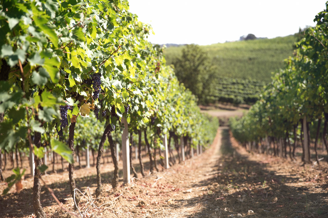 Cantina Spinetta Vini Romagna