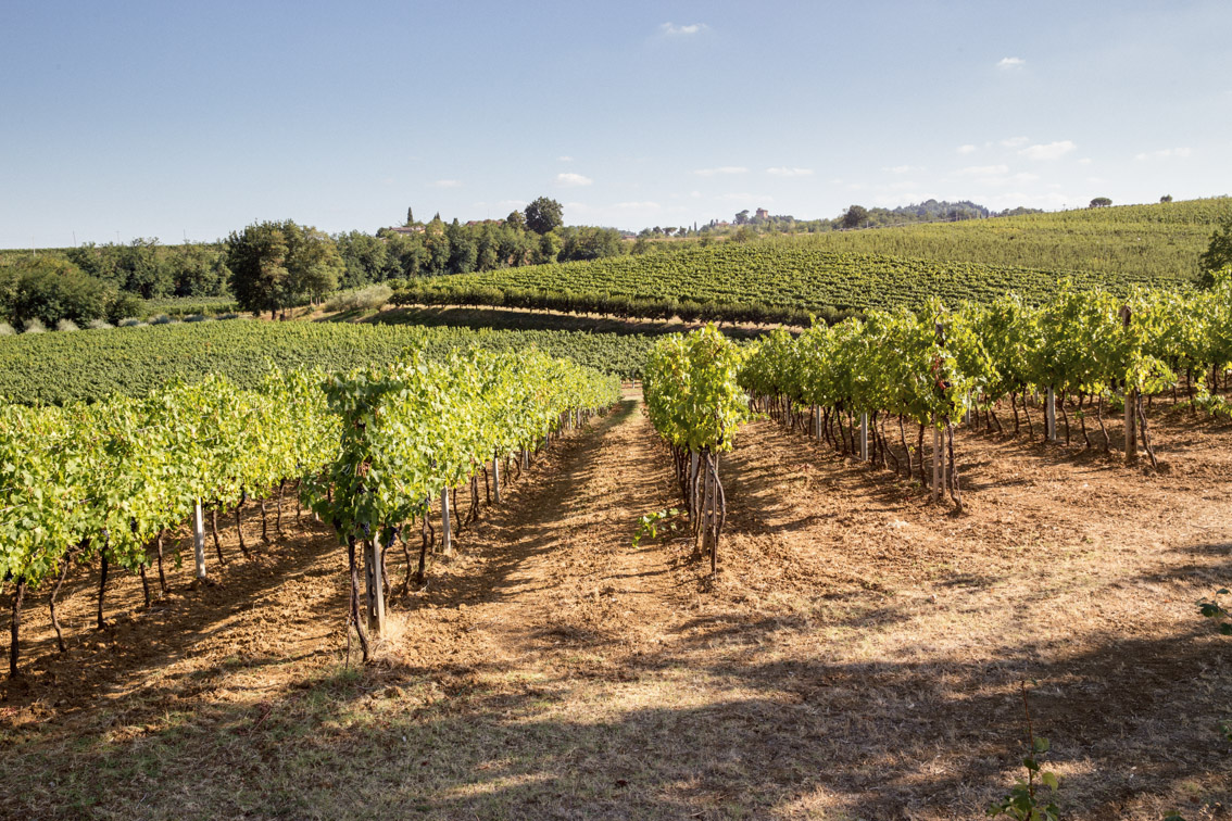 Cantina Spinetta Vini Romagna