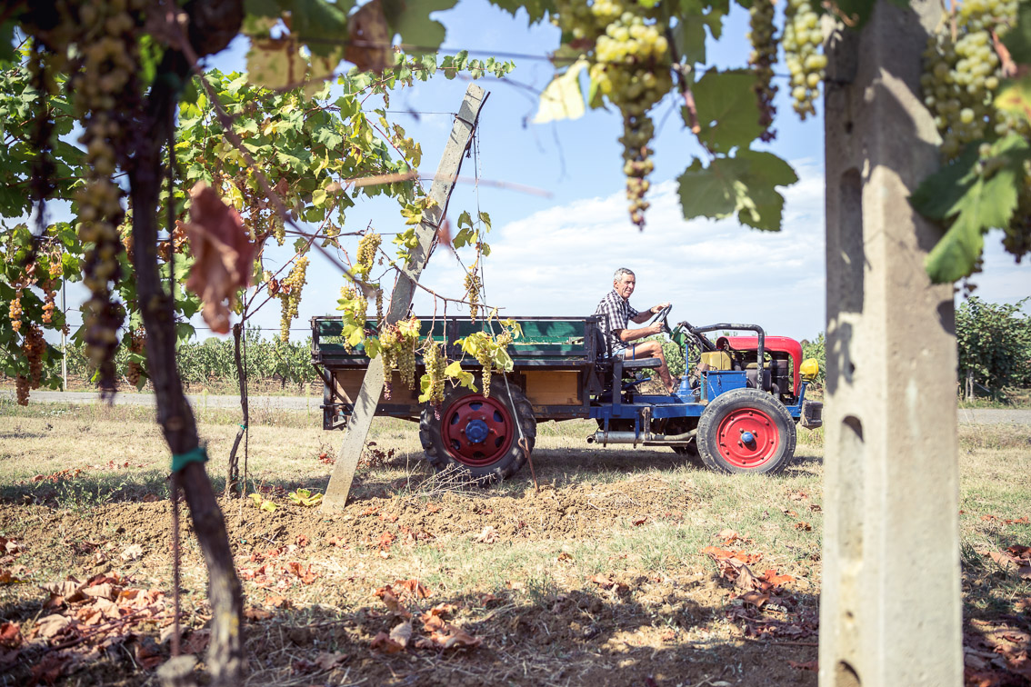 Cantina Spinetta Vini Romagna