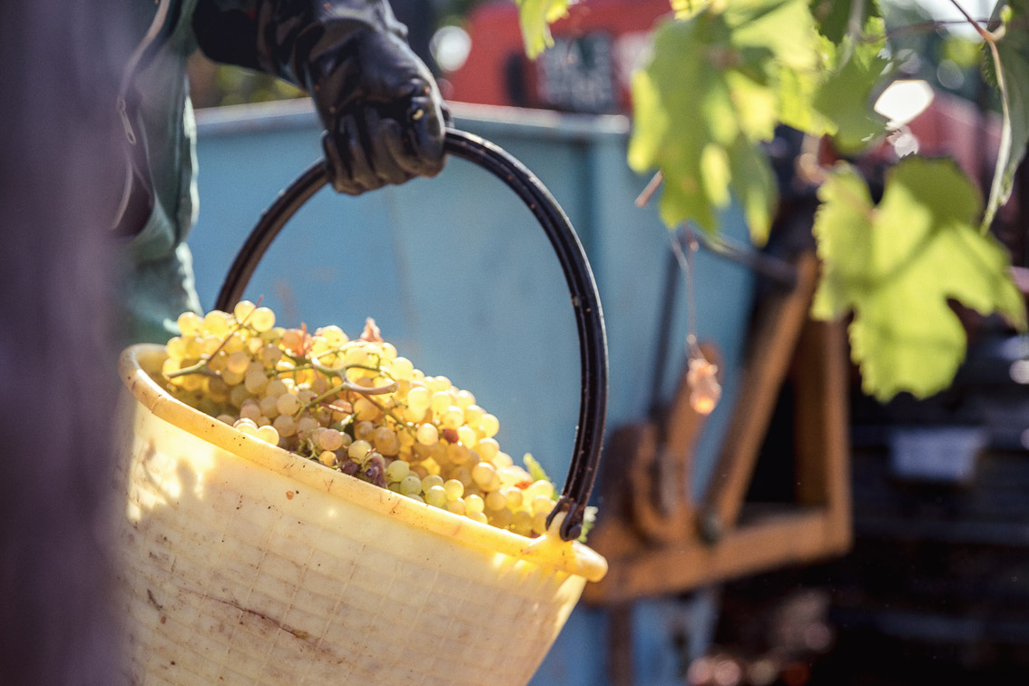 Cantina Spinetta Vini Romagna