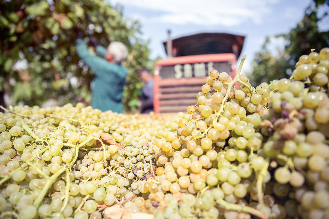 Cantina Spinetta Vini Romagna