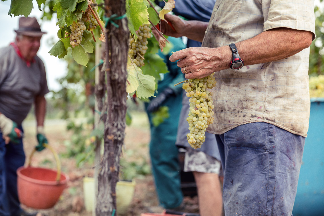 Cantina Spinetta Vini Romagna