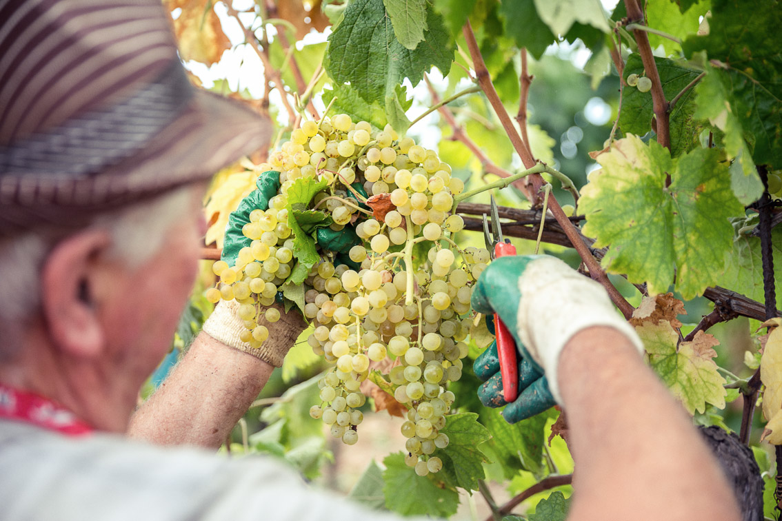 Cantina Spinetta Vini Romagna