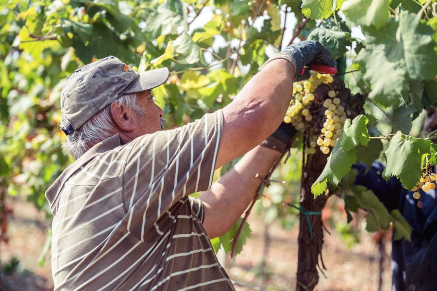 Cantina Spinetta - La Vendemmia