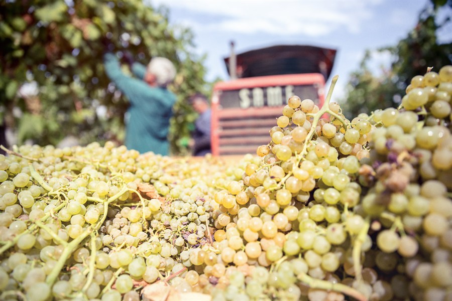 Cantina Spinetta - La Vendemmia